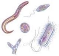 паразиты живущие в организме человека